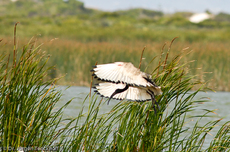 Molukkenibis (5 von 5).jpg